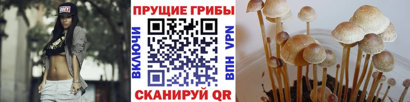 Псилоцибиновые грибы мицелий  Купить закладки  Устюжна 